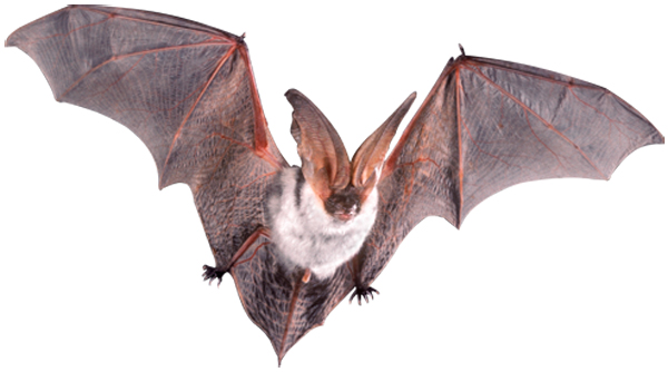 Going bats: Animal Control Officer Zahler rescues the critters - Shelter  Island Reporter