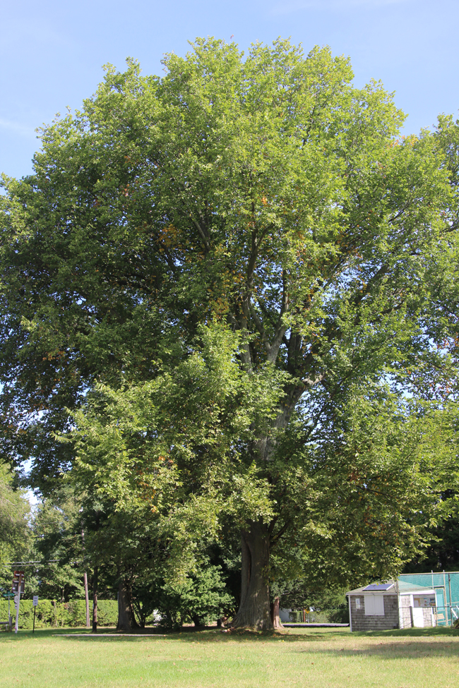 Elm Trees In South Carolina at Patricia Singer blog