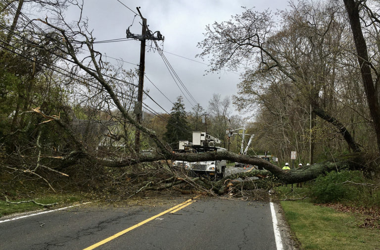 Temporary Power Outage Caused By Tree Limb On Wires Shelter Island