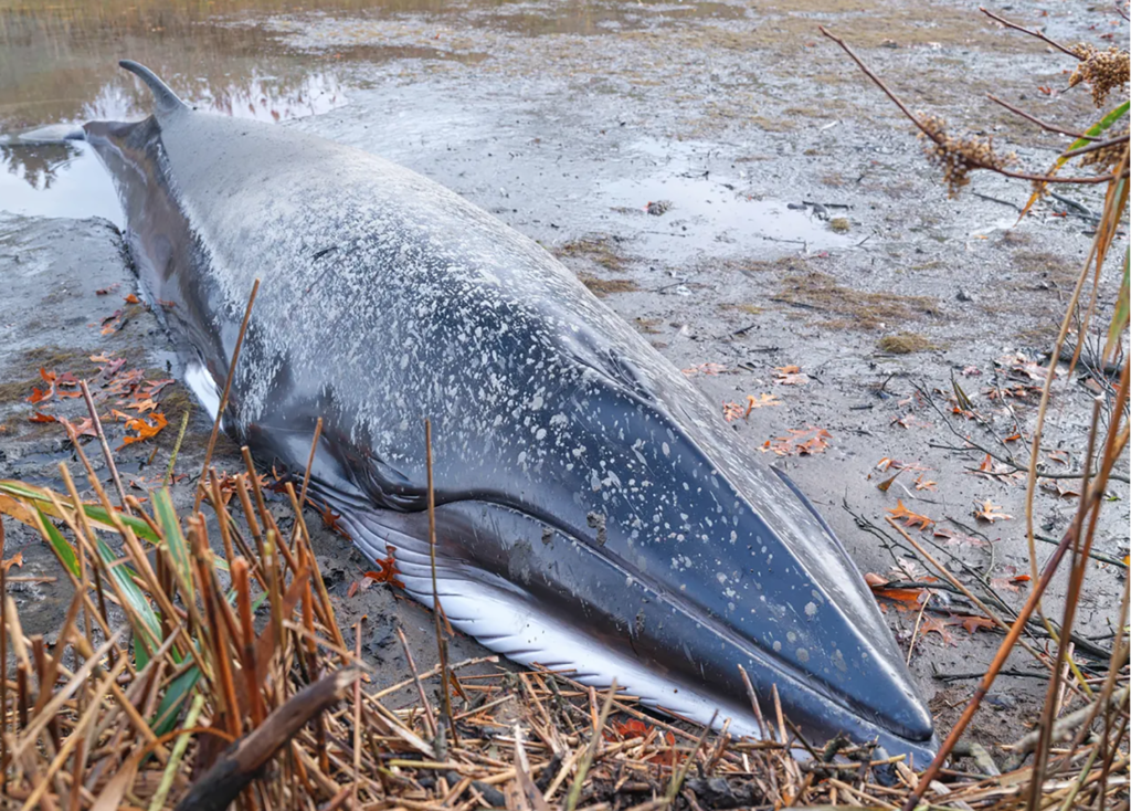 dead-whale-removed-from-southold-creek-shelter-island-reporter