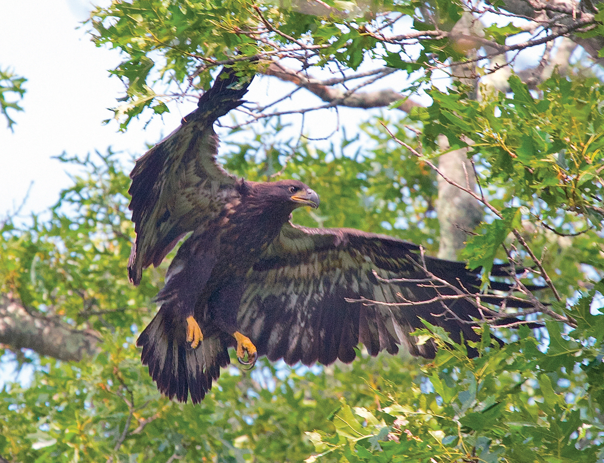 Rare black eagle rescued from house in Palavakkam