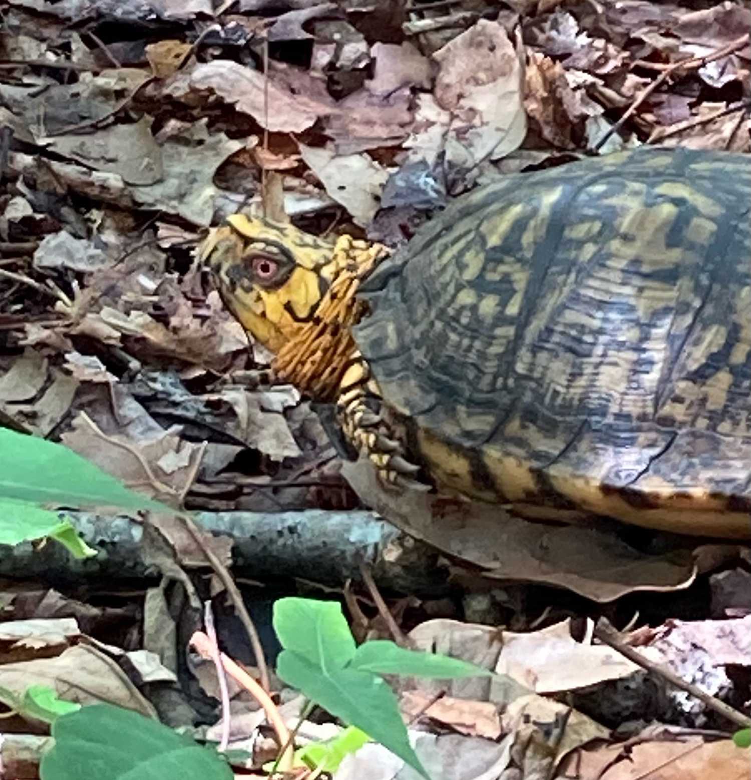 Turtle tracker set to go in Silver Beach: Finding and safeguarding the ...